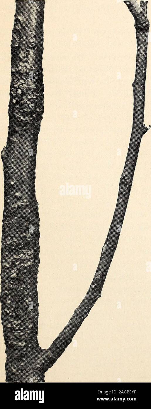 . Jahresbericht der North Carolina landwirtschaftliche Experiment Station. Ernte Äpfel, die maturewell. Aus dieser Beschreibung Es seemsprobable, dass dies eine tatsächliche oc-currence der Fleck in einem verydestructive Form auf die Frucht inNorth Carolina. Käfer (Phyllostida). - Thecanker auf der Rinde von observationfor appletwigs hat nach mehreren Jahren. In der Regel werden - Gin auf die ein Jahr alte Zweige, wo der Käfer zuerst erscheint asyellowish, braune Flecken, in der cen- Region, die scatteredvery Minute spore Lager pus-tules. Wie Käfer becomesolder, es greift auf die freshbark Stockfoto