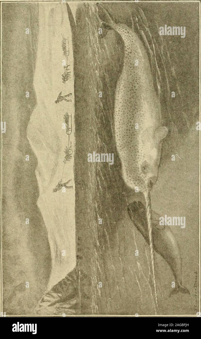 . Die American Natural History: eine Stiftung für nützliches Wissen der höheren Tiere Nordamerikas. tlantic Küste, ist ein Jet-schwarze Kreatur, stumpfe, Schwere in Aktion, ein veritablepig auf das Meer. Es liebt, in der Brandung zu rollen, und loaflazily in Häfen und Buchten und an den Flussmündungen. Asbefore der Schweinswale in der Regel angegeben, ist dieses Tier nicht leapfrom des Wassers, in Genuss eines Lebens auf der oceanwave, aber hebt sich die Oberfläche nur hoch genug tobring seinen Schlag-Loch aus dem Wasser und gibt einen lauten Puff orsnuff, und dann Rollen stark unten. Diese porpoise I Stockfoto