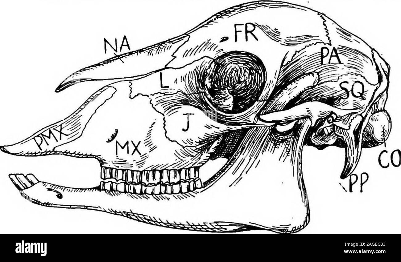 . Grundzüge der Zoologie. unsere Zehen auf der Vorder- und drei hinter. Die Schneidezähne verwurzelt sind, die oberen Eckzähne sind nach unten gerichtet - Stationen, die zahnmedizinische Formel ist^^. Der Magen ist komplex, und 3133 ^ gibt es ein ciccum. Gruppe 2.- Tylopoda, bestehend aus der Familie der camelsof CamelidsE - die Alte Welt und die Lamas von S. Amerika. Die gliedmassen 756 MAMMALIA. lang sind, nur mit der dritten und der vierten Ziffer entwickelt; diebeiden metacarpals und Metatarsals sind für den grösseren Teil ihrer Länge United, aber es gibt eine tiefe distalen geschickte; die Spitzen der thedigits haben sehr unvollständig Hufe, und die Tiere gehen auf abro Stockfoto