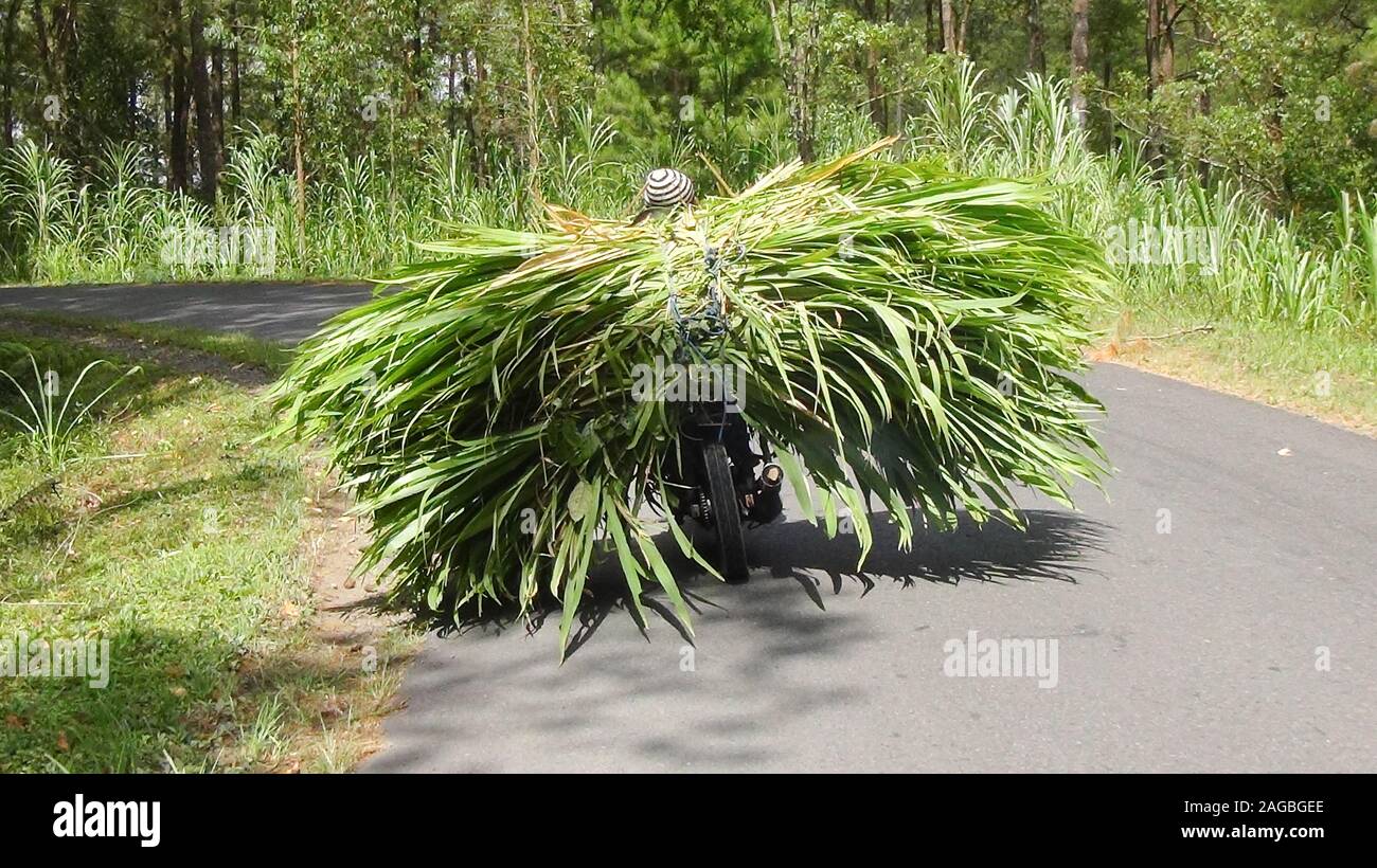 Voll beladenes Moped in Bali, Indonesien Stockfoto