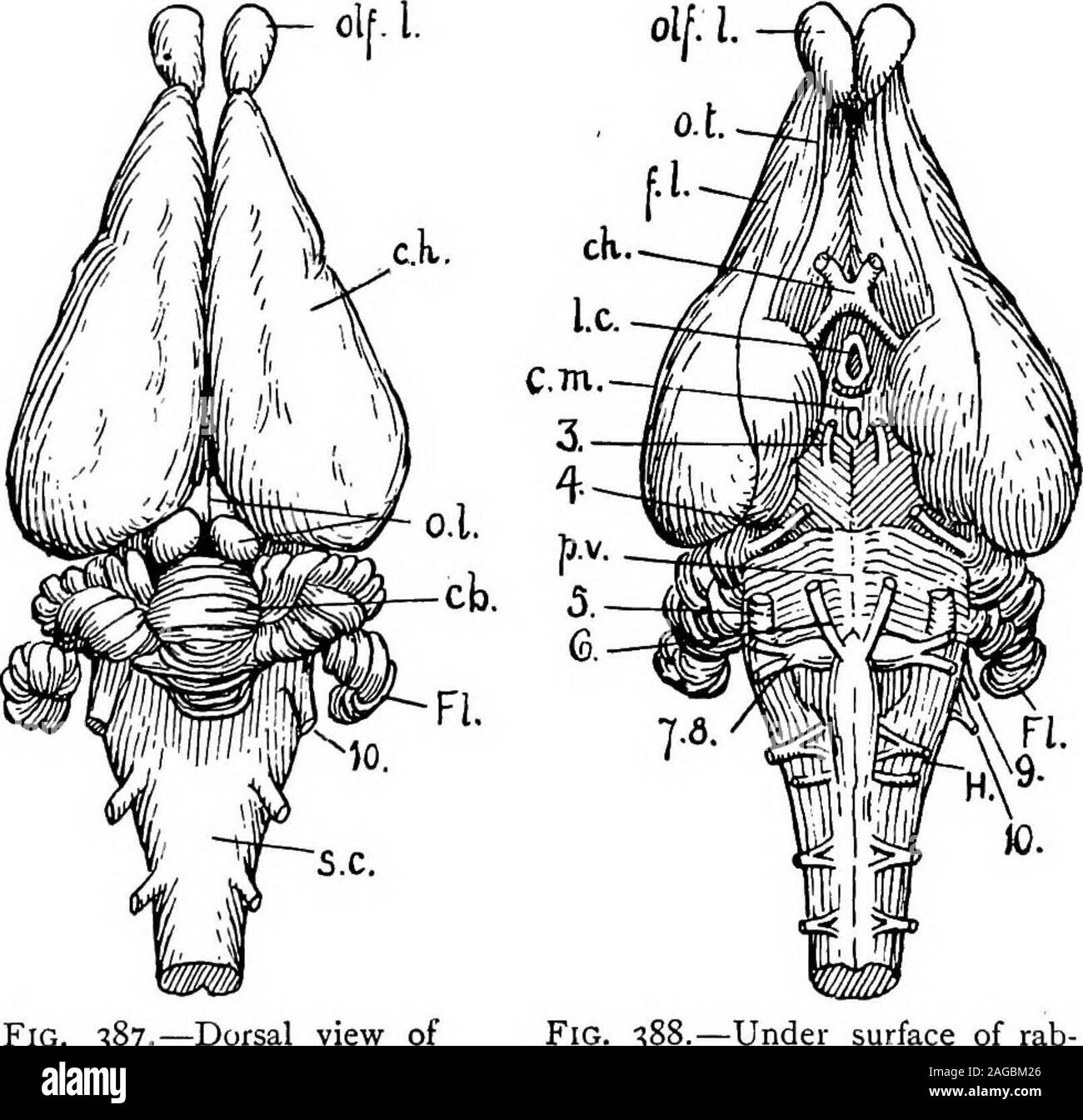 . Grundzüge der Zoologie. neiform. Tarsale 1 oder Interne Keilschrift. In der Hase die erste Keilschrift und die entsprechenden Hallux arewanting. Es gibt also nur vier Metatarsals und Ziffern. Jede digithas drei Phalangen, und endet in einer Klaue. Nervensystem - Das Gehirn verfügt über die üblichen fünf Teile - zerebralen Hemisphären, Optik, Optic thalami Lappen, Kleinhirn, und Medulla oblongata, aber der zerebralen Hemisphären coverthe nächsten zwei Teile, und das Kleinhirn verbirgt die Medulla. Des Gehirns Membranen, der Dura mater Linien der cranialcavity, längs der Projektion zwischen der zerebralen Hemi-Kugeln und tr Stockfoto