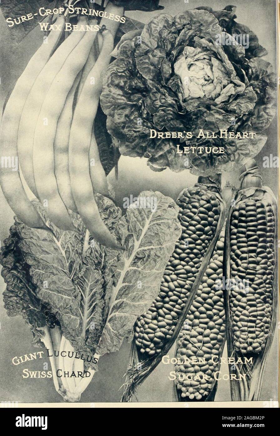 . Dreer's 1913 Garten Buch. jfrited Tiock Stusfa^ Smartish. Stockfoto