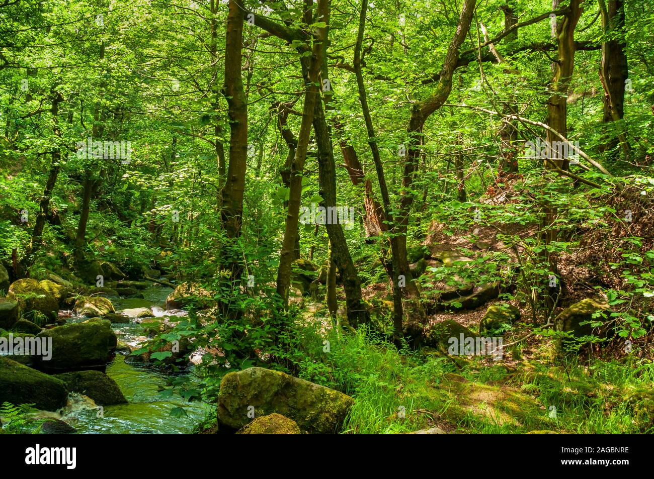 Sonnenlicht, das durch die Bäume von Burbage Bach in Padley Schlucht in der Nähe von Grindleford, Peak District Stockfoto