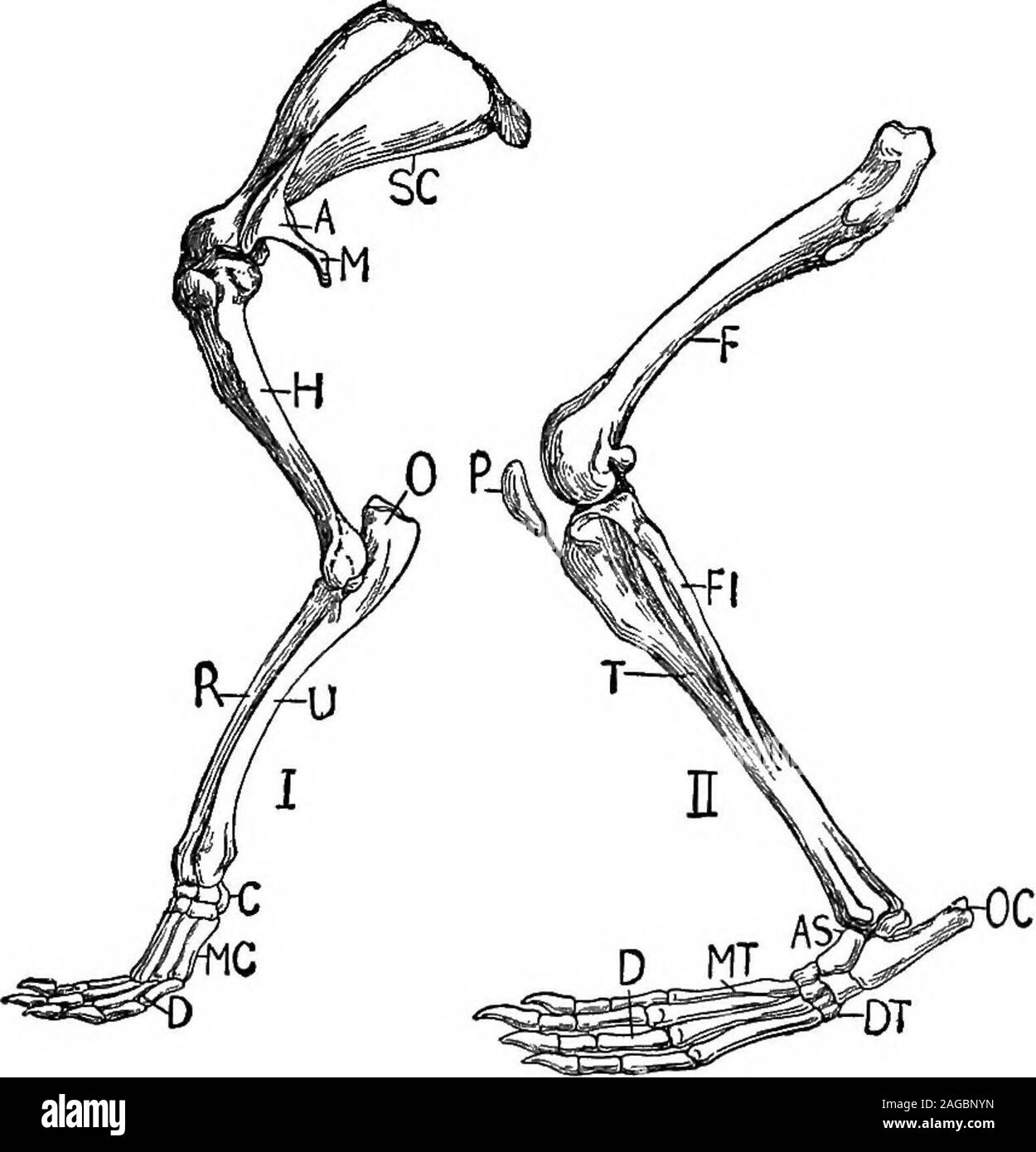 . Grundzüge der Zoologie. ldest Vogel - Archaopteryx - in vielerlei Hinsicht aconnecting Link zwischen den beiden Klassen ist; und die Entwicklung von einige Vögel deckt viele bemerkenswerte resemblanceswith, Reptilien, - darum, mit der Kraft der thegeneral Argument für die Evolution uns zu untermauern, weconclude, dass Vögel von einem Reptil Lager entwickelt. Es ist wahrscheinlich, dass Vögel entstand aus einer alten Saurianstock, sondern durch welche Maßnahmen und unter welchen Impulse wir donot kennen. Einige Es scheint genug zu sagen, dass theevolution allmählich wurde im Zuge ofnatural Auswahl durch die Förderung von Fit va erreicht Stockfoto