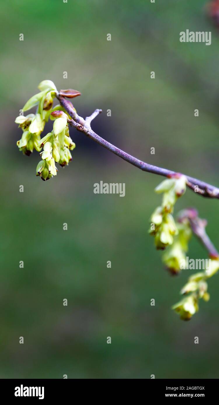 Frühling winter Haselnuß oder Chinesischen winter hazel Corylopsis sinensis var. sinensis, Wales, Großbritannien Stockfoto