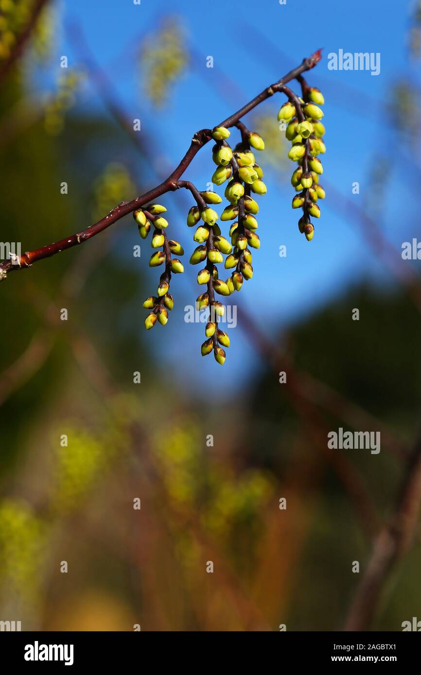 Die hellgelben Blüten von Stachyurus chinensis, hängen in Trauben auf einem Zweig, Wales, Großbritannien Stockfoto