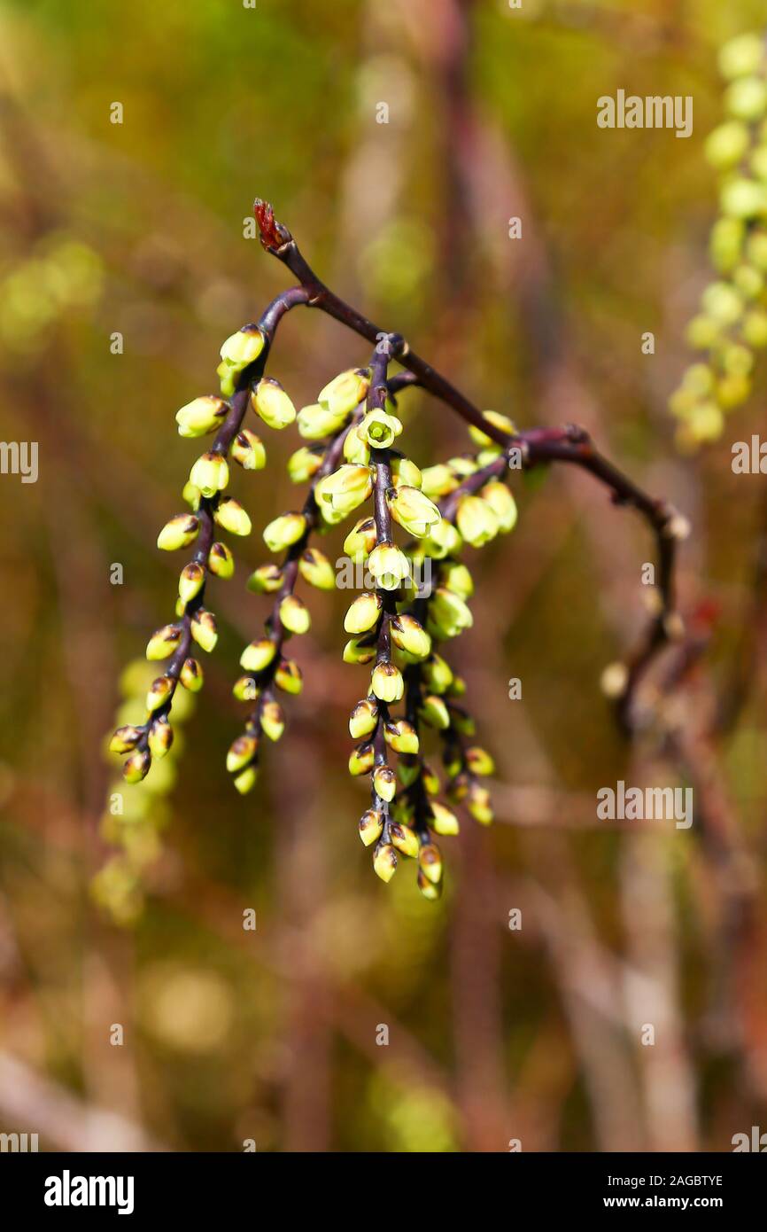 Die blassgelben Blüten von Stachyurus chinensis 'Celina', hängend in Trauben an einem Zweig, Wales, UK Stockfoto