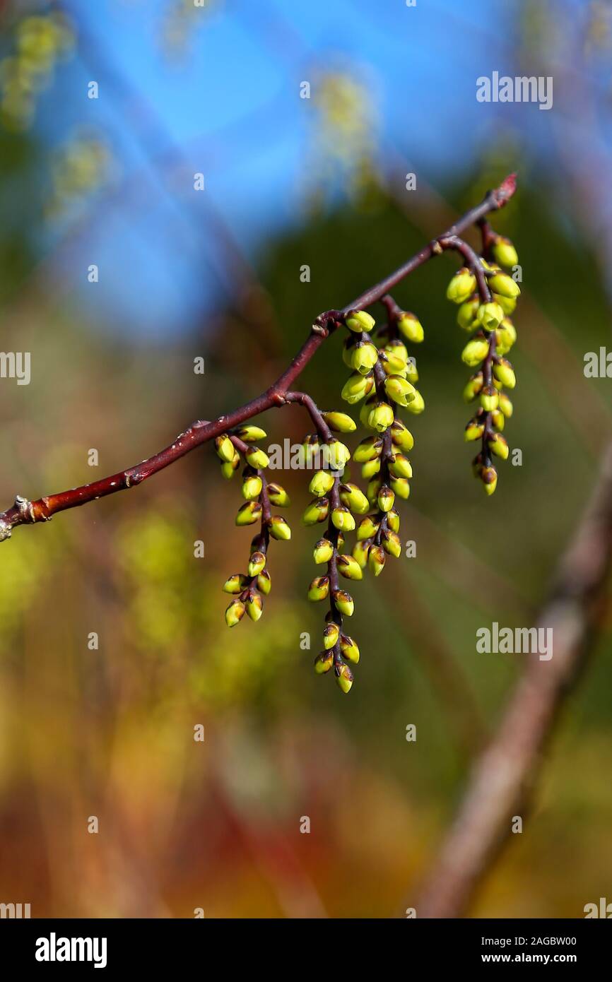 Die hellgelben Blüten von Stachyurus chinensis, hängen in Trauben auf einem Zweig, Wales, Großbritannien Stockfoto