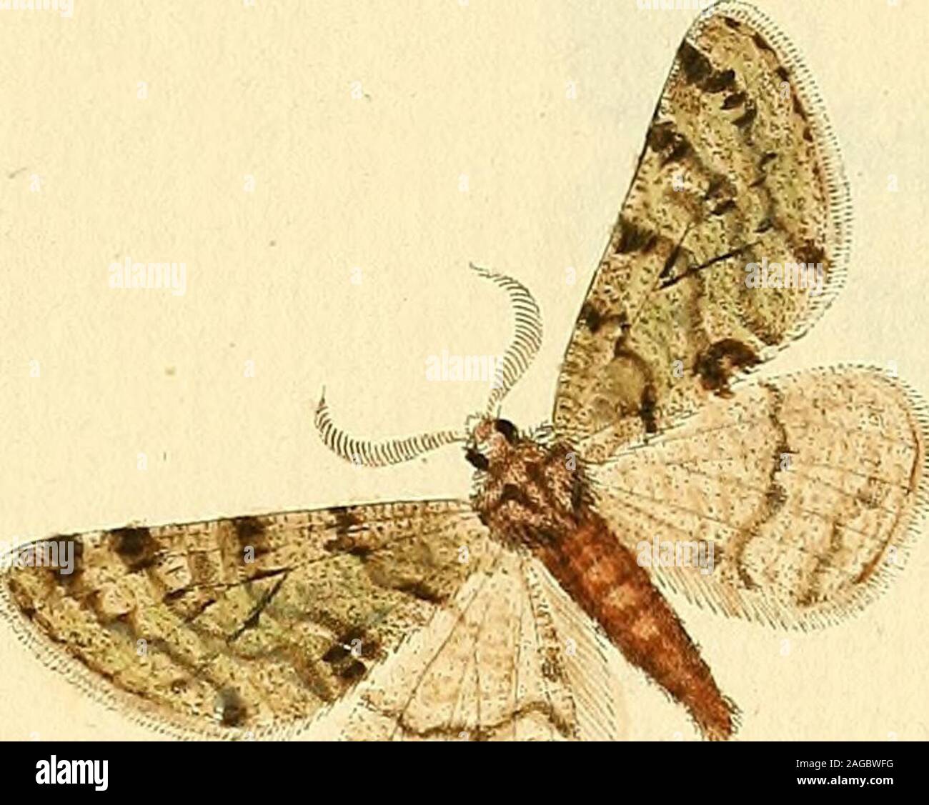 . Sammlung europäischer Schmetterlinge, errichtet von Jakob Hner in Augsburg. 35. ^^ dffz opz & rcz,, V. ^-^^7 ne^? - &Lt;z., JT. CyceOMC VOC £ C^,-Ji. -27-^ Stockfoto