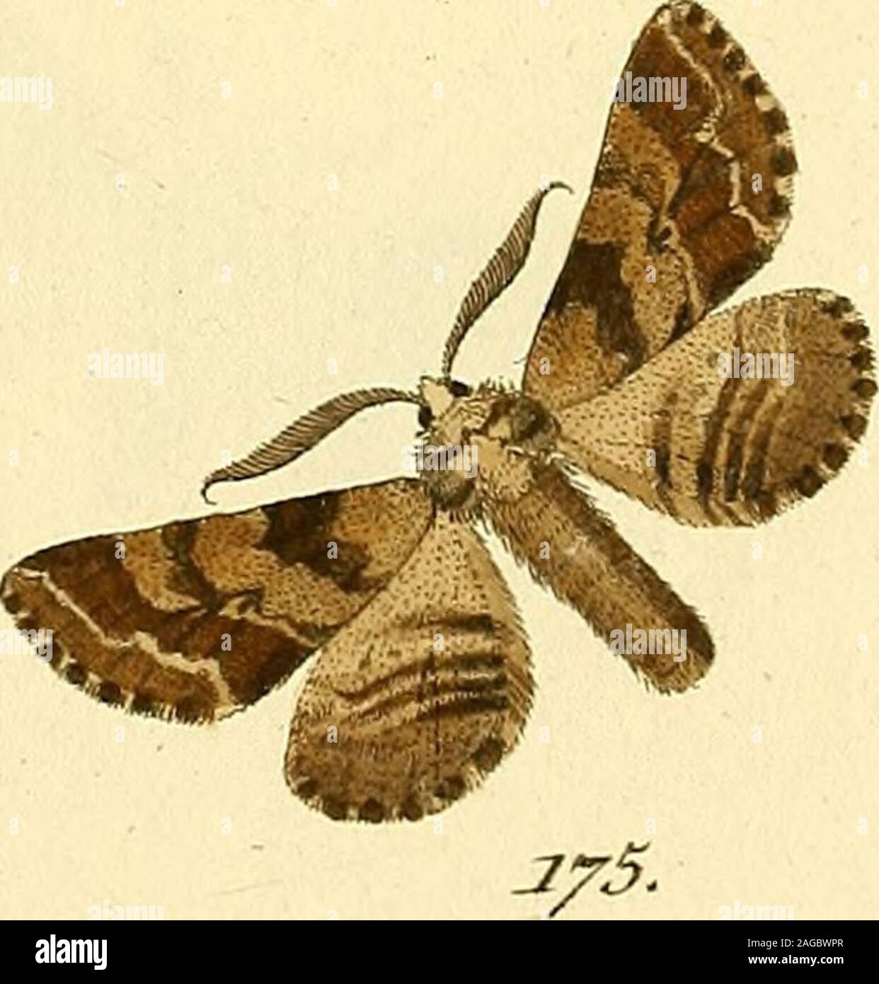 . Sammlung europäischer Schmetterlinge, errichtet von Jakob Hner in Augsburg. 35. ^^ dffz opz & rcz,, V. ^-^^7 ne^? - &Lt;z., JT. CyceOMC VOC £ C^,-Ji. Stockfoto