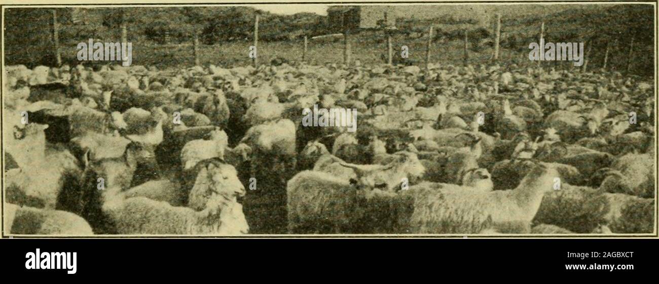 . Die Geographie von Texas, physischen und politischen. Fio. ( )&Lt;". Ein West Texas Ranch II.msk C-X-Ranch) die Zahl der Rinder, die Texas ordnet zunächst Thestates. IXDrsTUIKS 93 Am 1. Januar 1905, die Zahl der Pferde in Texas war 1,277,000 Wert von 145,308,000; die Anzahl der Maultiere. Tl IB. HIIp^^: Meine. - Mm ich Spi^^^^^^^^^^^^^^ K^m^^t^te^ nlHi KSa ^u^^^ Ito i^B^^E | ^ r, --g-*- • ::, ^M BR^^^ Ich^^ HMP^^^^^^^^^^^^^^^^^^^^^^^^^^^ I B Ji^^^^^^^^^^^^ K^i  sCM^^^^^^^^^^^^ 1 K. i^H HHHhhhihk ^-^^m ggygHgHj??? Abb. 70. Ein pecos COixty liANcn Hoisk, Santa LrciA 391.000 Wert von 123,800,000; die Anzahl der milchcows, 838,000, Stockfoto