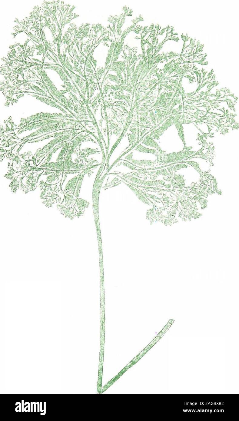 . Britische Farne und ihre Sorten. XXXVIII Osmunda regalis, Lügner. RAMO - CRISTATA 34° BRITISCHE FARNE XXXIX POLYPODIUM VULGARE, VCir. GRANDICEPS PARKER (JVo/L) Herr Henry Parker, Weston-super-Mare. Somerset. 1854. g in. Syil. (MoOIT MULTIFIDO - CRISTATUM) unter Glas von Herrn Wollaston. Die extremsten seiner Klasse, - es könnte fast als ein Konglomerat bilden. Es wasfound durch ein Neffe von Herrn Elworthy.. XXXIX PoLYPODIUM VULGARE, VUr. GRANDICEPS PARKER 342 BRITISCHEN FARNE XL SEM 1 LACERUM GRANDE (Jones) (Unbekannt.) Wicklow. 1862.1 ft. 2 in. Herr Barnard Hankey. Die Details der Entdeckung von thism Stockfoto