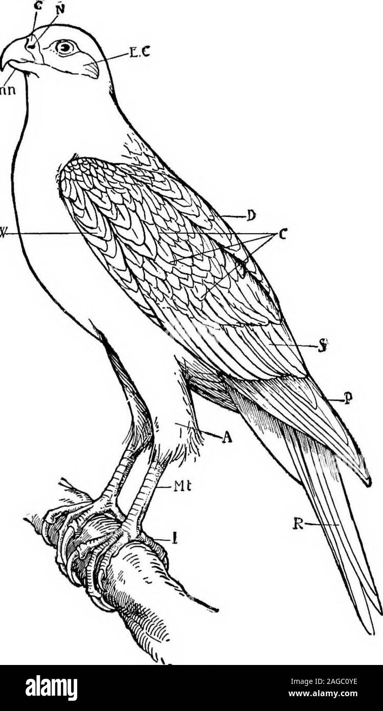 . Grundzüge der Zoologie. Einer^^^? • Kloake, kann angemerkt werden. Das Herz ist mit vier Gekammert; Die singleaortic arch Kurven auf der rechten Seite; mehrblättrigen Lungenarterie steigt aus den rightventricle; die beiden Ventile zwischen den rightauricle und der rechte Ventrikel in Teil muskulös, keine Nieren portal System; die roten Blutkörperchen sind oval andnucleated; das Blut Temperatur von 2°C - 4°F. higherthan, der Säugetiere. Die nicht-expandierbaren Lungen sind fest mit der dorsalen Wand des Thorax; die Bronchien in unregelmäßigen branchesin der Lunge zu erweitern; die Enden einiger dieser Filialen sind Co Stockfoto
