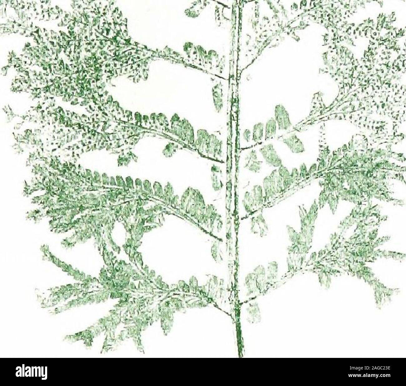 . Britische Farne und ihre Sorten. Es wurde im theparish von St. Austell in Cornwall gefunden, auf dem Gelände des Caercleugh, und dass die Anlage wurde bei Kew in 1850. Dadds, Ilfracombe, Devon in N. Ein crested Form von thisspecies gefunden, die sich jedoch im Charakter von diesem - und R. Moule der gleichen Stelle, und deren Aussagen auf sie berufen kann, Saysthat fand er in der Nähe von Ilfracombe vier Pflanzen offenbar identisch mit dem Original. Mehr Sämlinge haben vermutlich von Dieser varietythan von anderen britischen Farn, Tierarzt, Es ist bemerkenswert, wie rarelyhas es deutliche Unterschiede: - angust angehoben worden Stockfoto