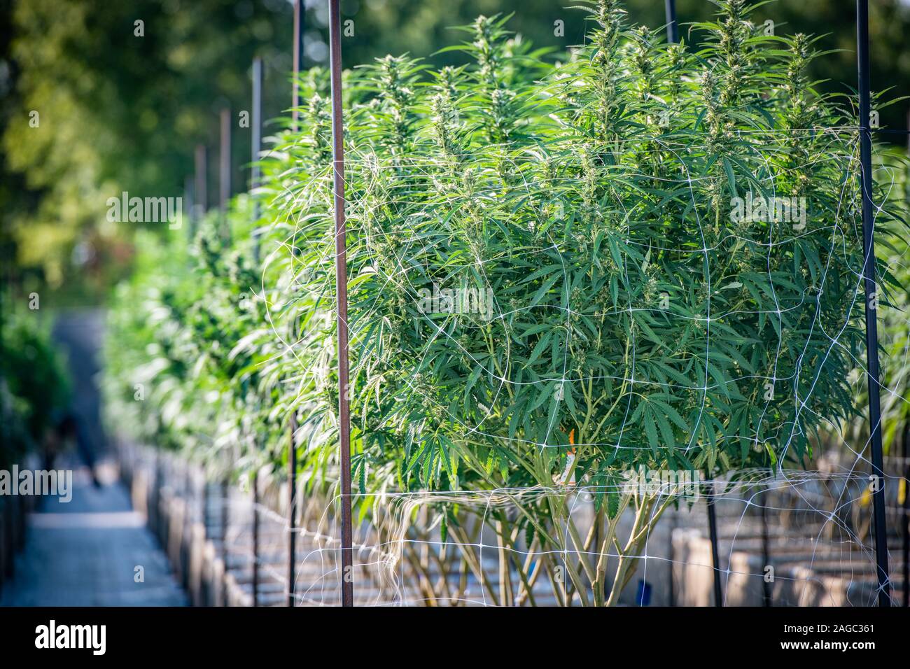 Gesäumt von Parzellen in Reihen mit Marihuana wächst in der Pflanzer, Cambridge, Maryland, USA Stockfoto