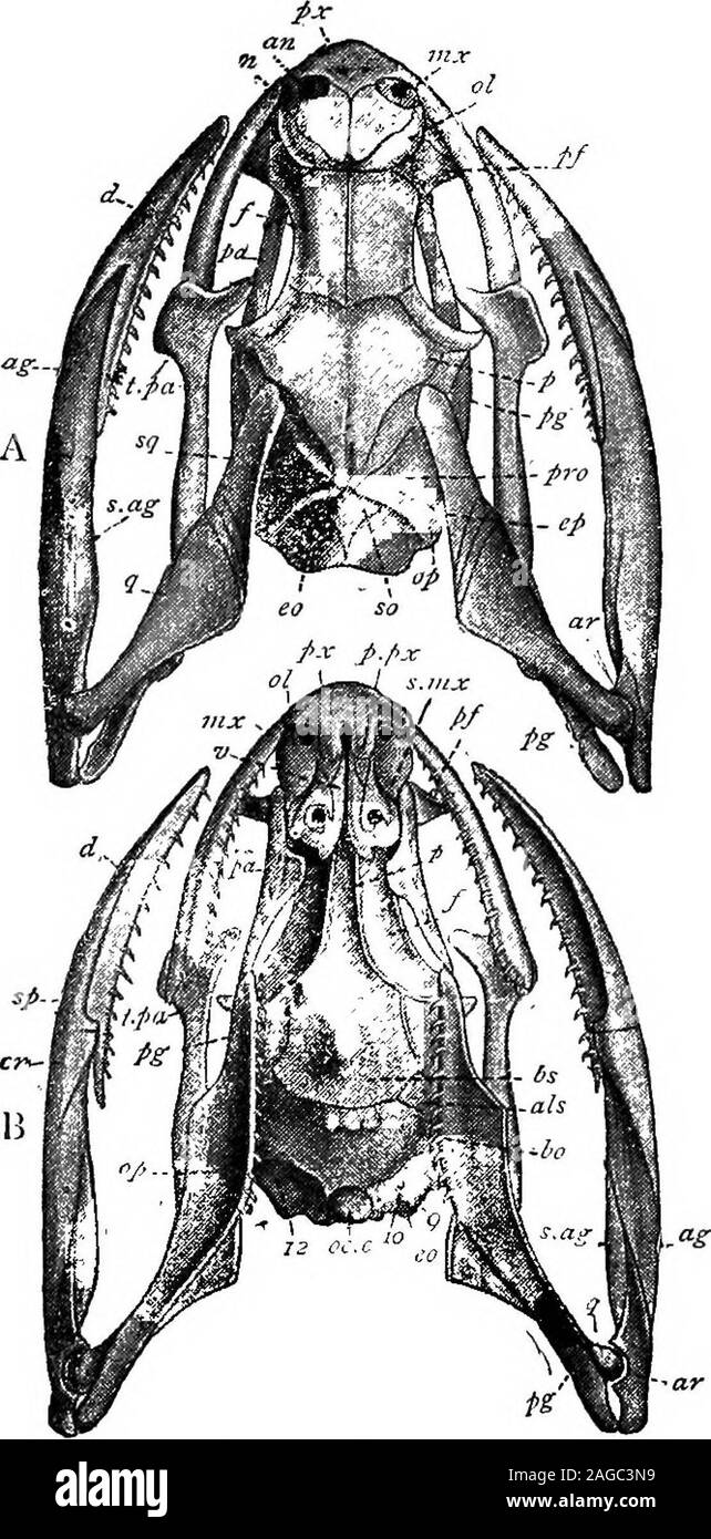 . Grundzüge der Zoologie. e Paar in der Anzahl. Jeder fang hat eine grooveor Canal, welche das Gift fließt. Wenn die functionalfangs sind gebrochen, sie sind durch finden Reißzähne ersetzt whichlie hinter Ihnen. Im Ei - Essen der Afrikanischen Dasypeltis theteeth sind rudimentär, aber das minderwertige Stacheln von einigen der anterioren Wirbel Projekt auf der dorsalen Wand von thegullet und dienen der Eierschalen zu brechen. Wenn eine giftige Schlange Streiks, der Unterkiefer wird abgesenkt, die distalen Ende der quadratische ist vorwärtsdrang (Diese pushesforward der Lateralis), die pterygo-pfälzischen gemischten verbogen ist, themaxilla gedreht wird auf dem lachr Stockfoto