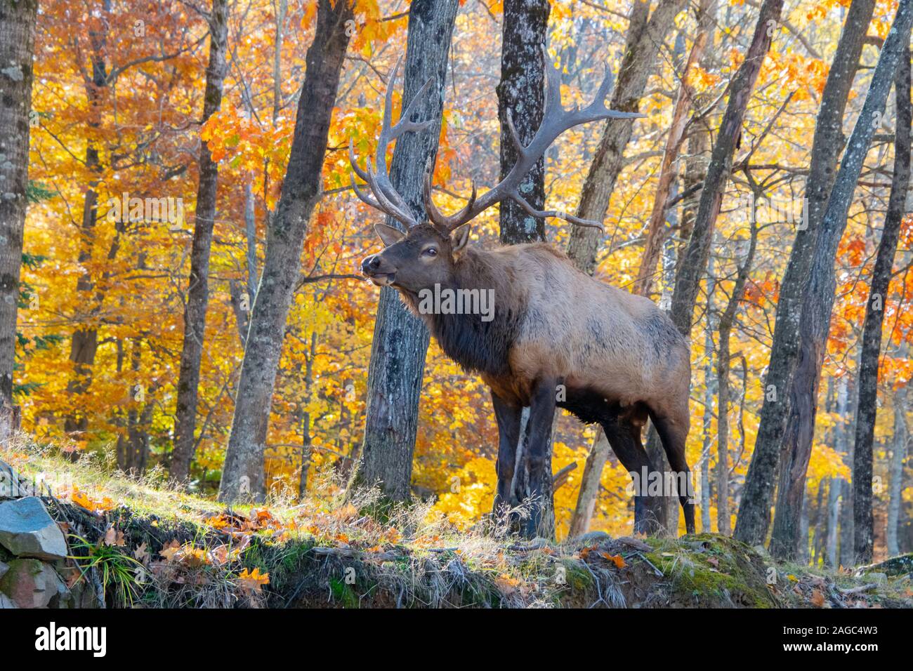 Ein brunft bull Elk. Stockfoto