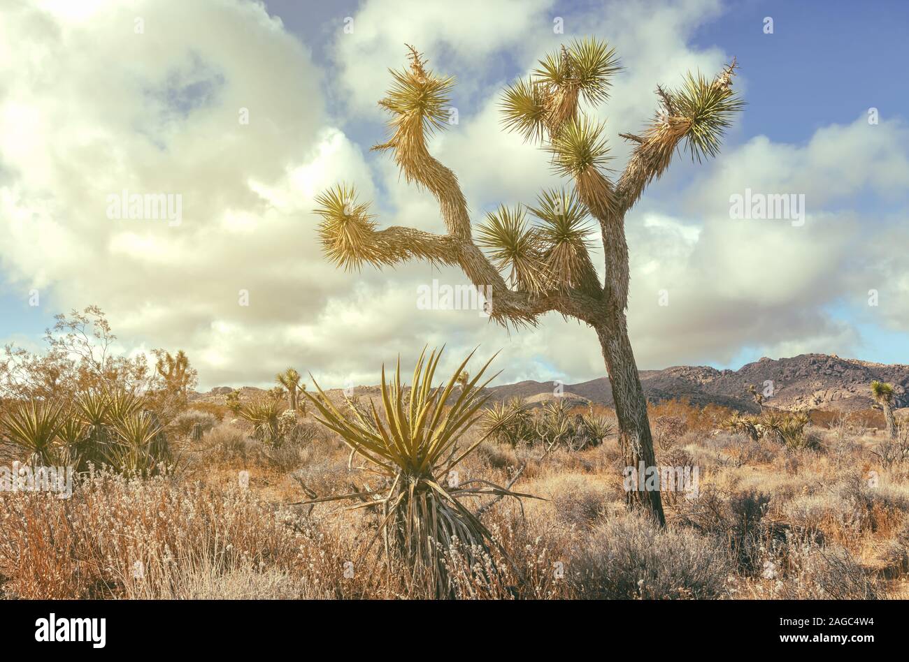 Joshua Tree (Yucca brevifolia) und das Ökosystem im Joshua Tree National Park, Kalifornien, USA. Stockfoto