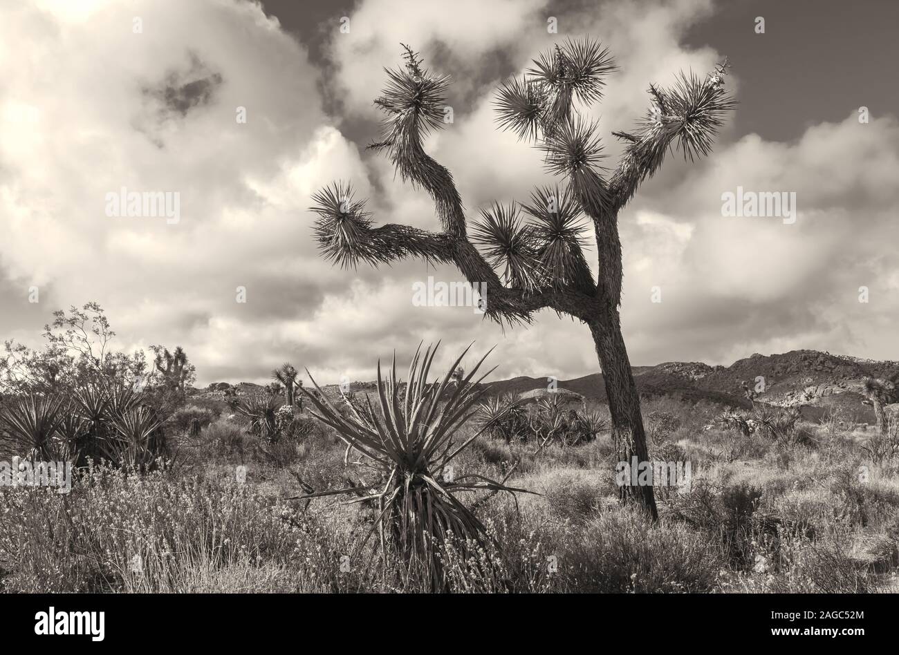 Joshua Tree und das Ökosystem im Joshua Tree National Park, Kalifornien, USA, in Schwarz und Weiß. Stockfoto