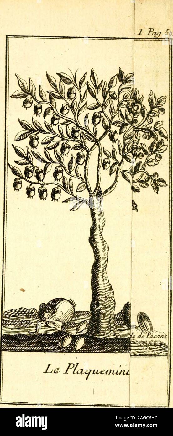 . Mémoires historiques Sur La Louisiane, Contenant ce qui y est arrivé depuis plus mémorable de l'année 1687. jusqu'à vorhanden; avec l'Etablissement de la colonie Francoise dans cette Provinz de l'In Septentrionale sous la Direction de La Compagnie des Indes; le Climat, la Natur & les Productions de ce pays, l'origine & la Religion de Sauvages qui l'habitent; leurs Murs & leurs Coutumes, &c. LeJPc aciinter. X.55 "Nouvelle Orléans doliviersfauvages, qui rapportent beaucoup de Oliven enquantité nicht auf ne fait Aucun ufage. Vers lannée 1721. le fieur FacindeProvençal, un des Confeillers Stockfoto
