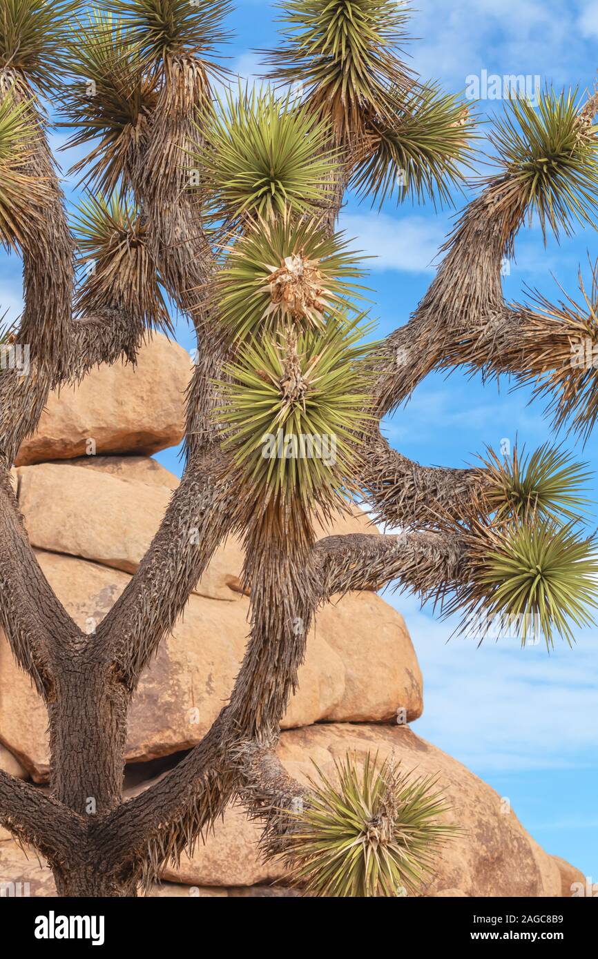 Joshua Tree Yucca brevifolia im Joshua Tree National Park, Kalifornien, USA. Stockfoto
