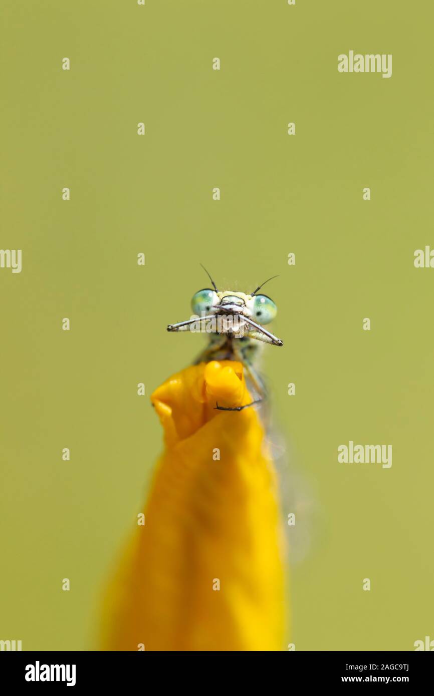 Gemeinsame blau Enallagma cyathigerum damselfly auf eine gelbe Flagge Iris Blume, Norfolk, Großbritannien, Juni Stockfoto