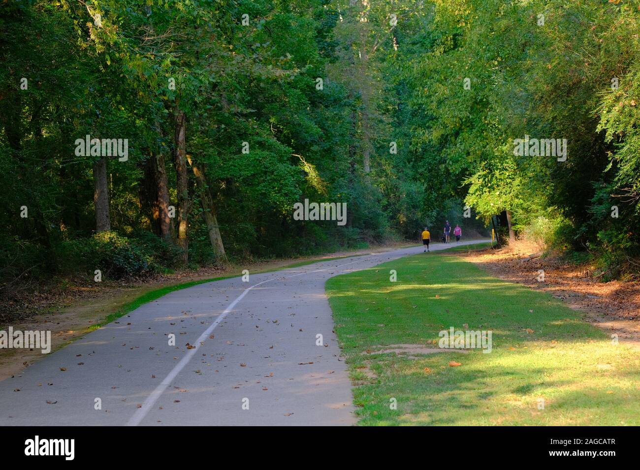 Fitness Trail durch den grünen Wald Stockfoto