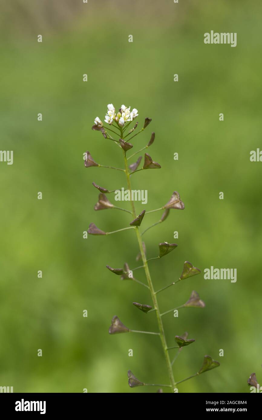 Raceme von Sheperds Geldbeutel, Capsella bursa-pastoris Stockfoto