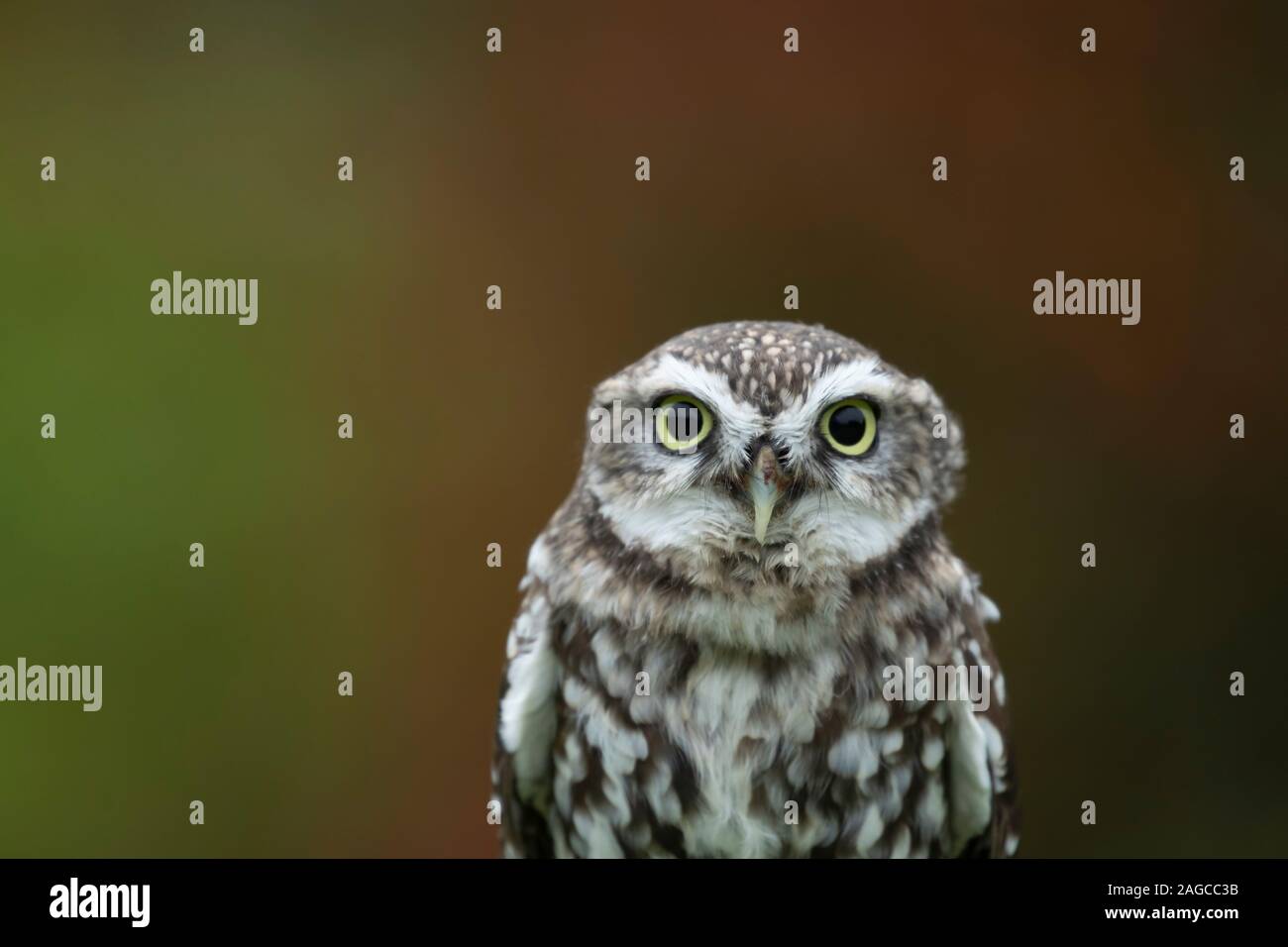 Steinkauz Athene noctua erwachsenen Vogel Leiter Porträt, Schottland, Großbritannien, Oktober - Captive Stockfoto