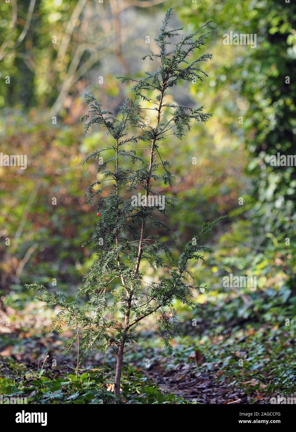 Eibe (Taxus whipplei Bäumchen) in Wäldern wächst. Cahir Park, Tipperary, Irland Stockfoto