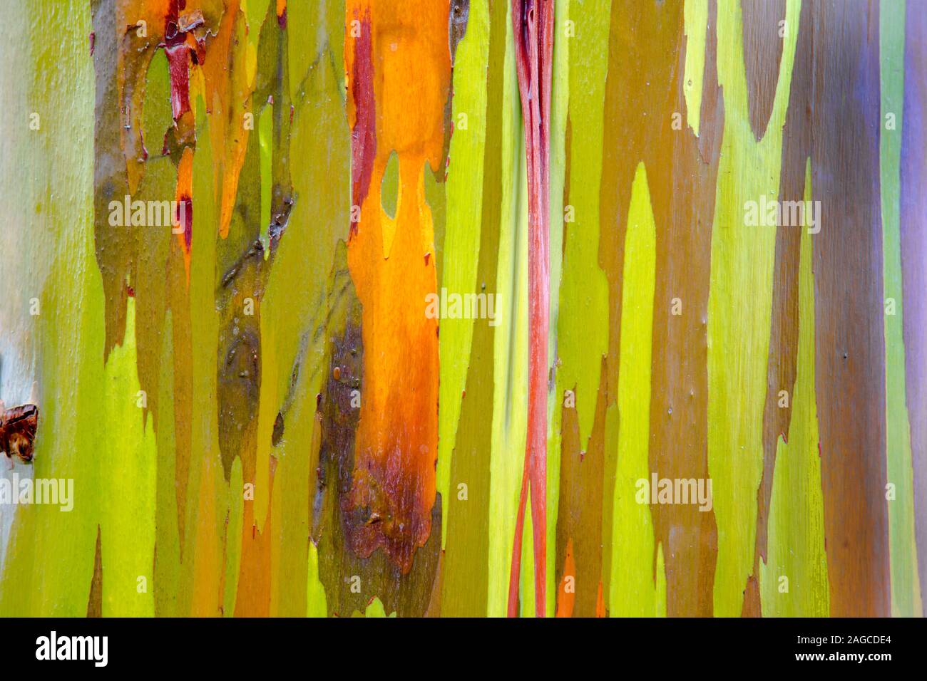 Schöne Nahaufnahme Makro Foto von der Rinde eines Regenbogens Eukalyptus Gum Tree. Stockfoto