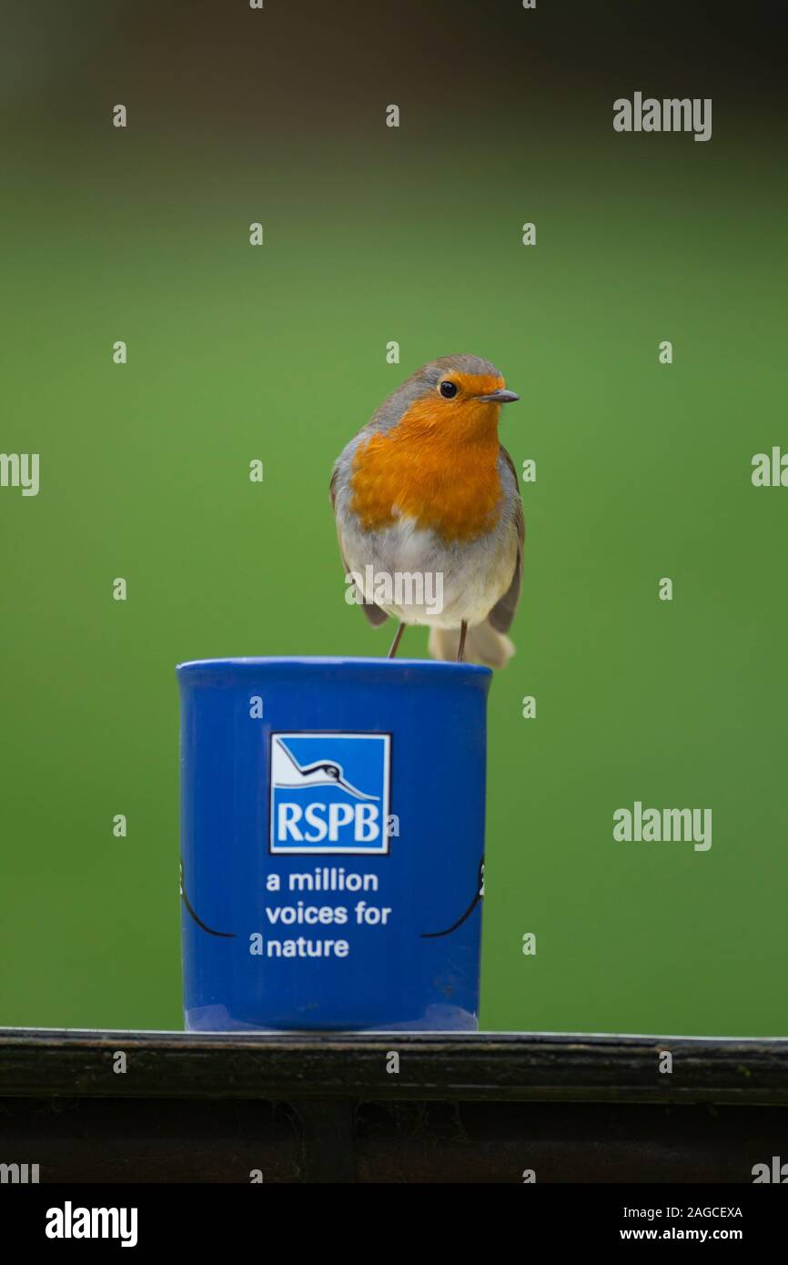 Robin Erithacus rubecula erwachsenen Vogel thront auf einem rspb Becher, Norfolk, UK, Dezember Stockfoto