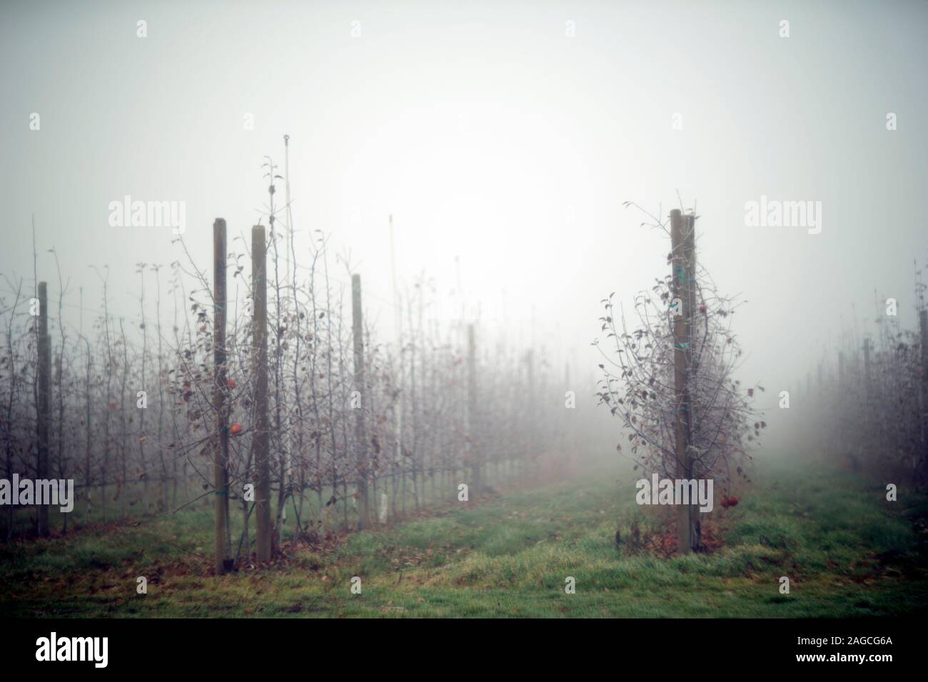 Abgelaufen Wintergetreide und Nebel Stockfoto