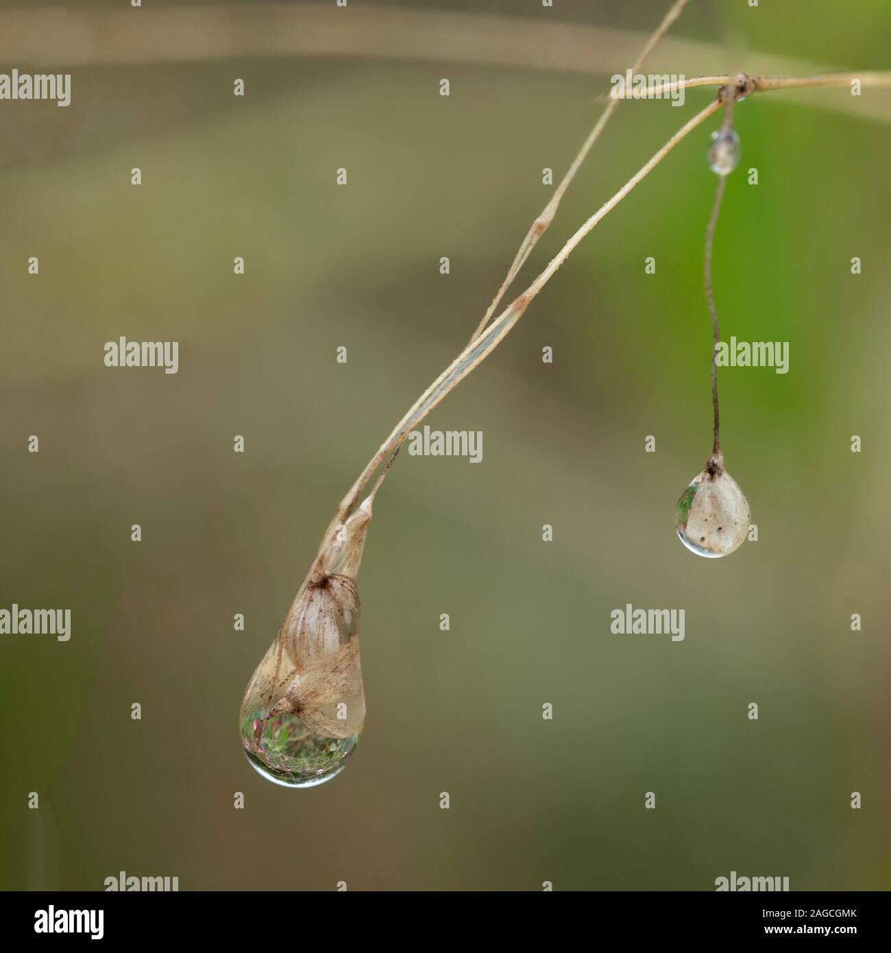 Wassertröpfchen. Details an der RHS Harlow Carr Gärten, Harrogate, North Yorkshire Stockfoto