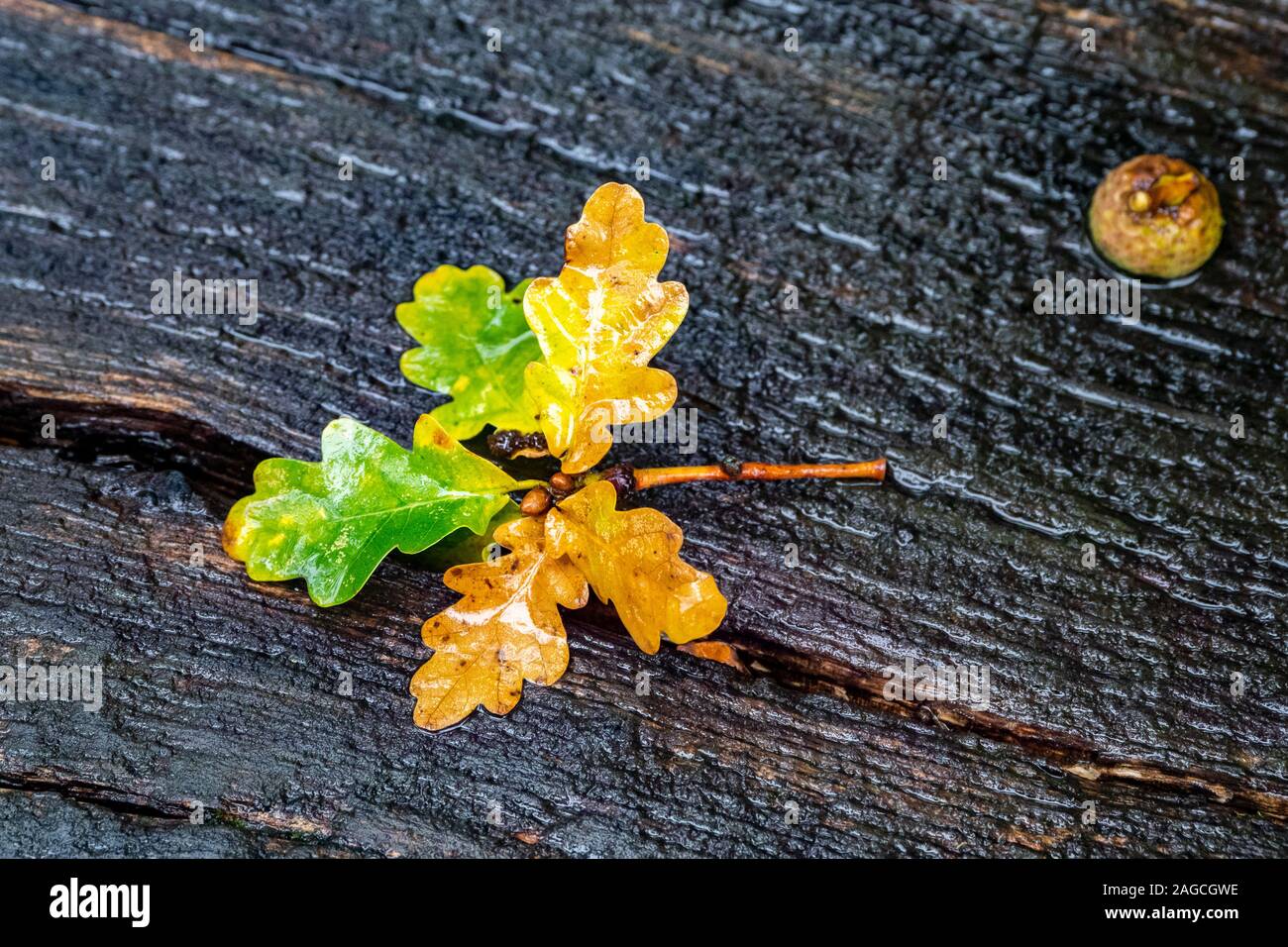 Nasse Herbst Eichenlaub auf Holz, Details an der RHS Harlow Carr Gärten, Harrogate, North Yorkshire Stockfoto