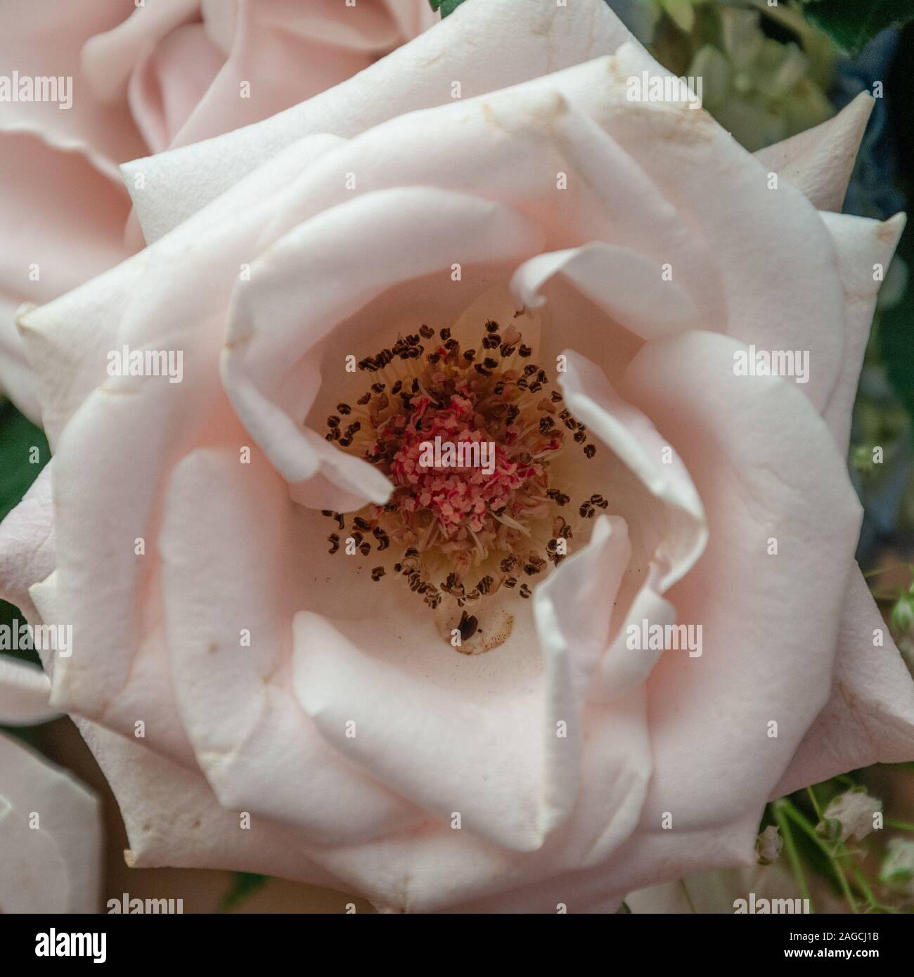 Selektive Nahaufnahme einer rosa Floribunda, die in wächst Die Mitte eines Gartens Stockfoto