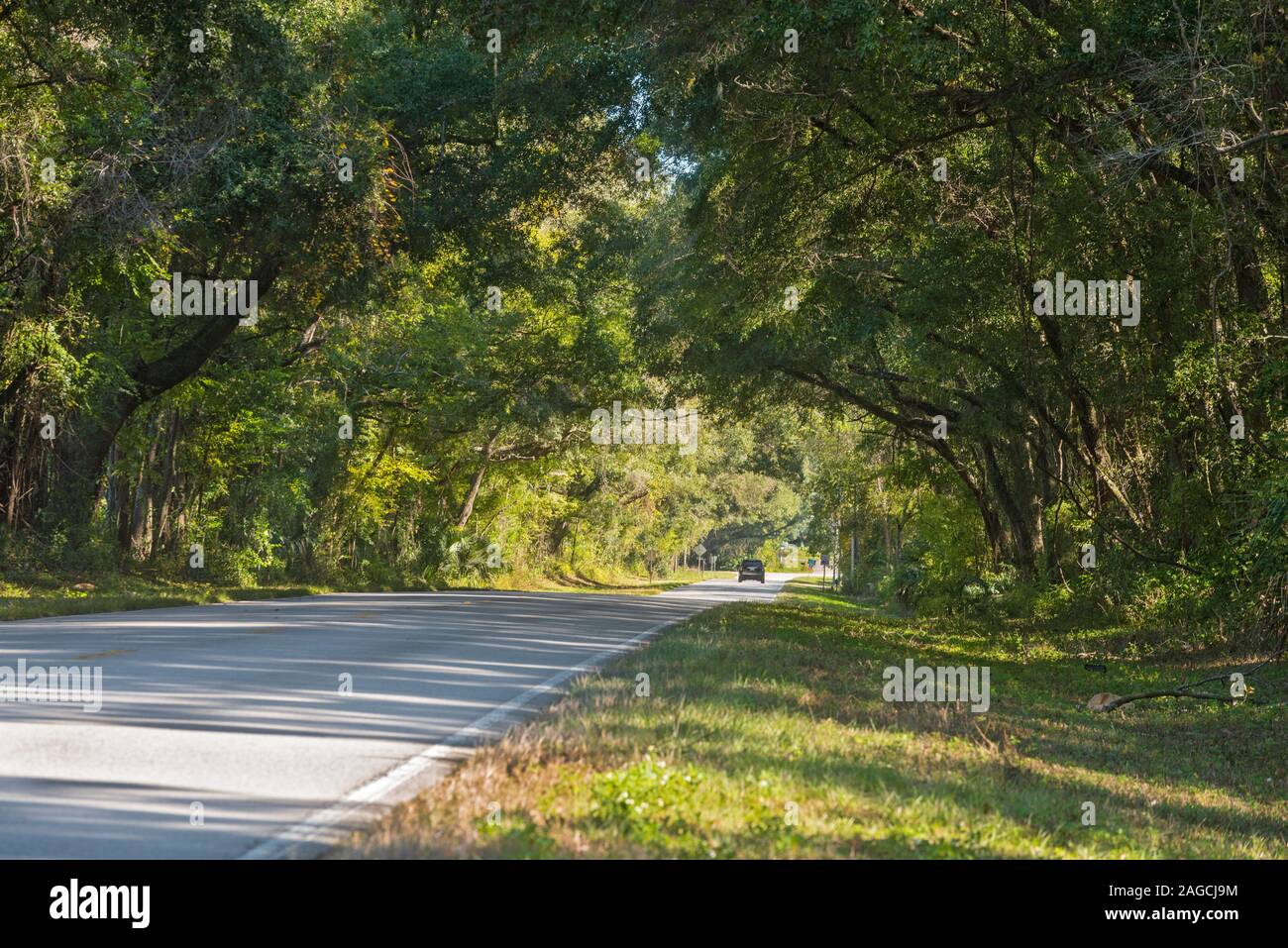 Autobahn Szene mit Baumkronen in North Central Florida. Stockfoto