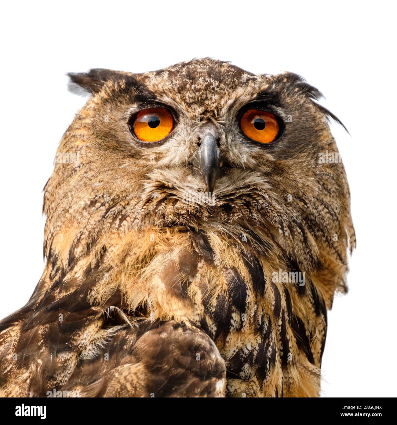 Schöne Uhu portrait. Stockfoto