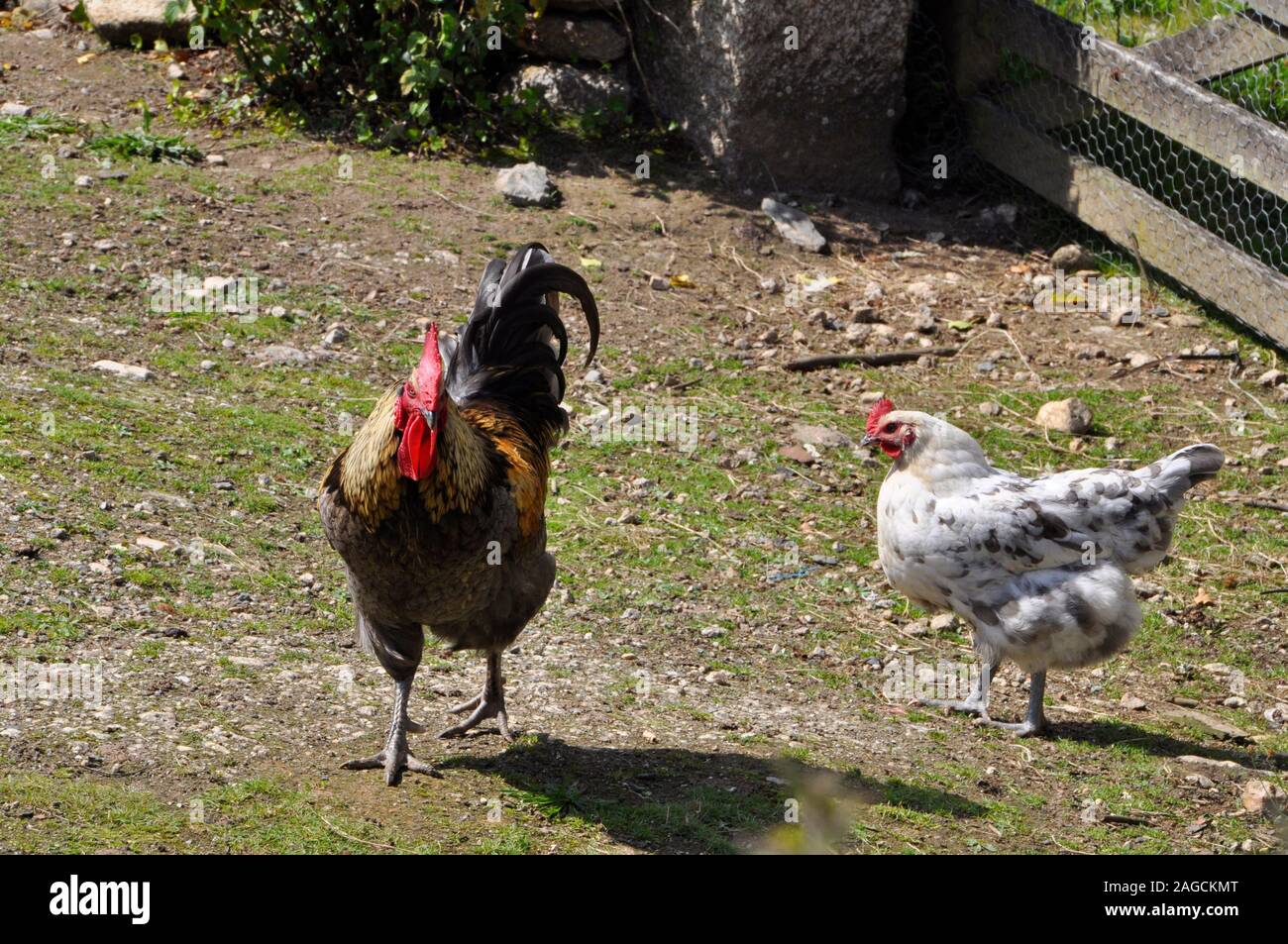Hahn und Henne Suche nach Essen in einem Bauernhof in Cornwall, England, Großbritannien Stockfoto