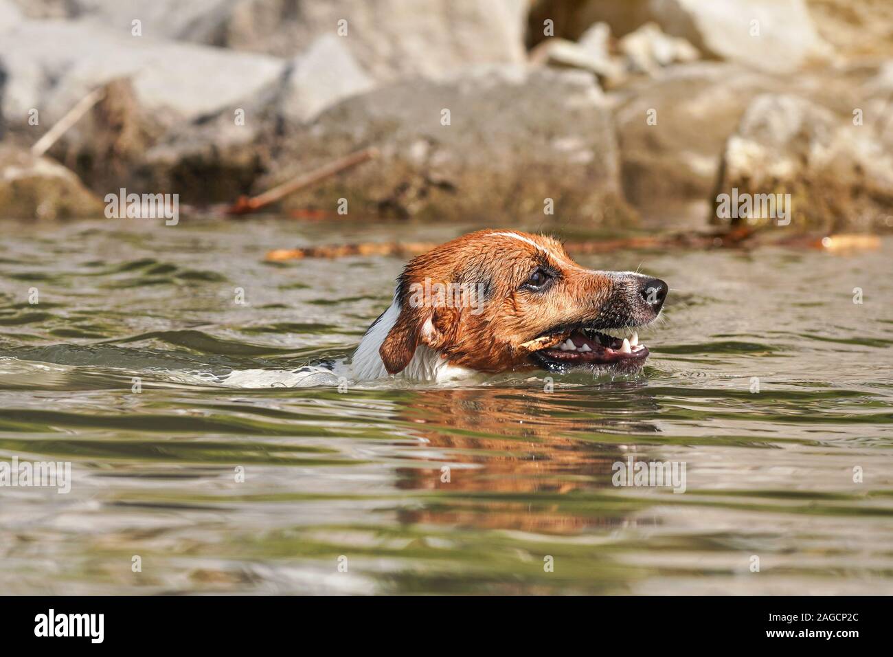 Jack Russell terrier Schwimmen mit Holzstab in Zähne, nur den Kopf über Wasser sichtbar Stockfoto