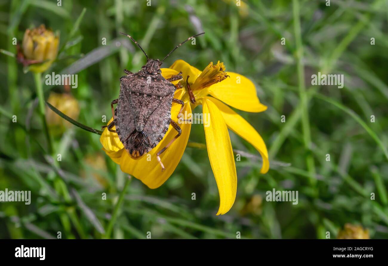 Braun marmorated stinken Bug auf gelben Coreopsis verticilata Blume Stockfoto
