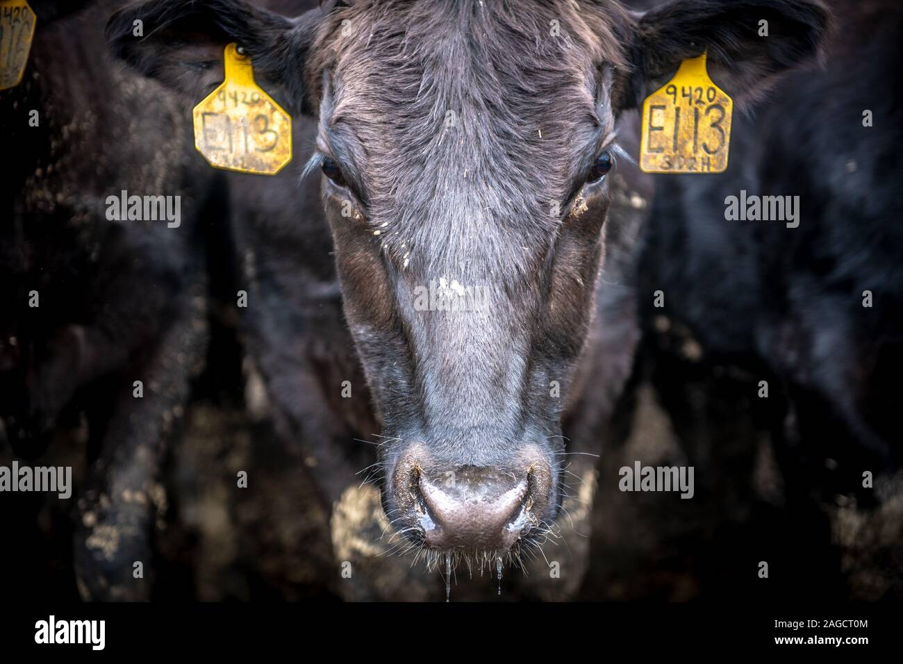 Das Porträt einer Kuh, Monkton, Maryland, USA Stockfoto