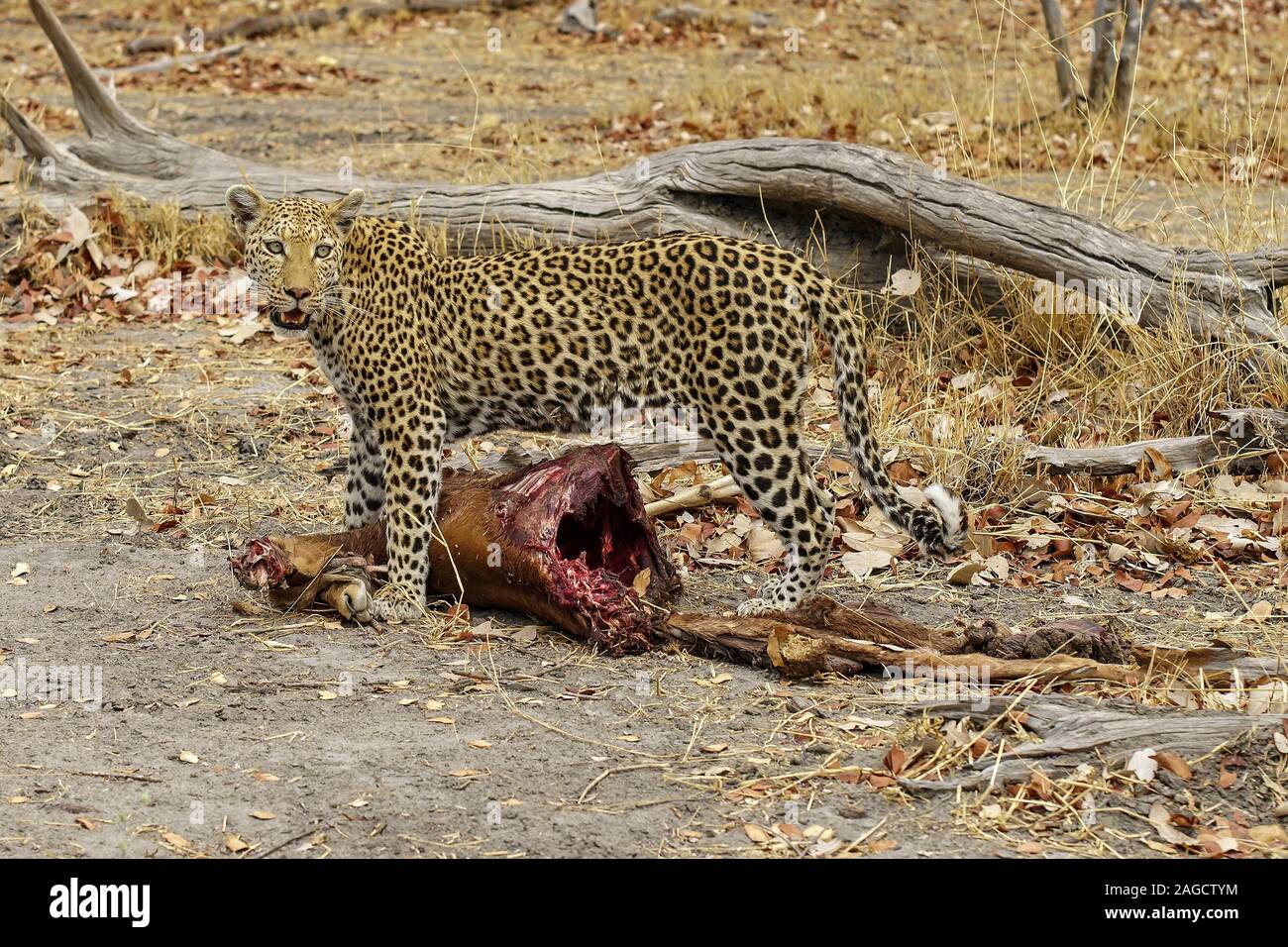 Afrikanischer Leopard, der ein Fest seiner Beute hat Stockfoto