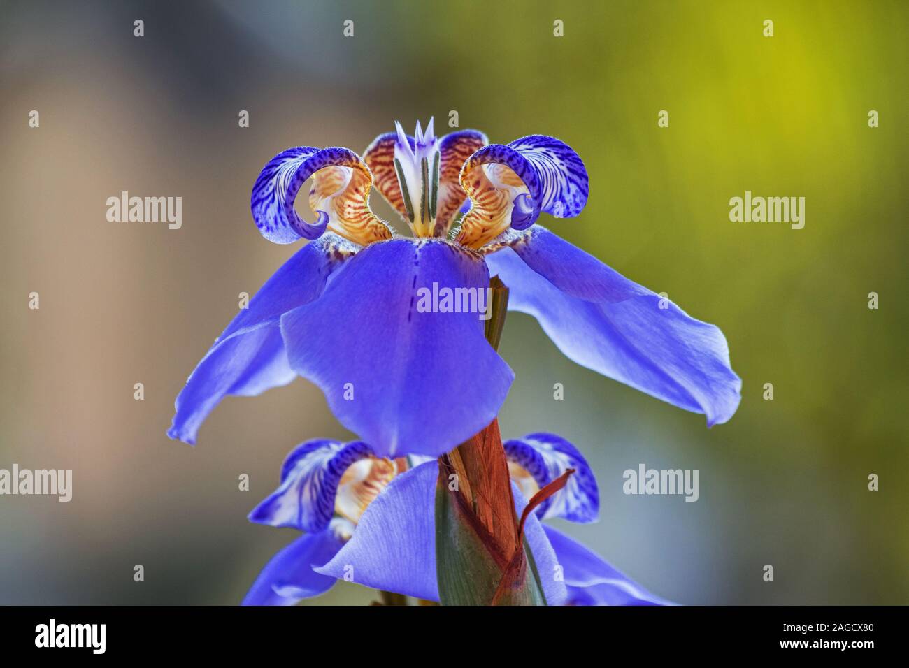 Blue Iris Pflanze Blumen Stockfoto