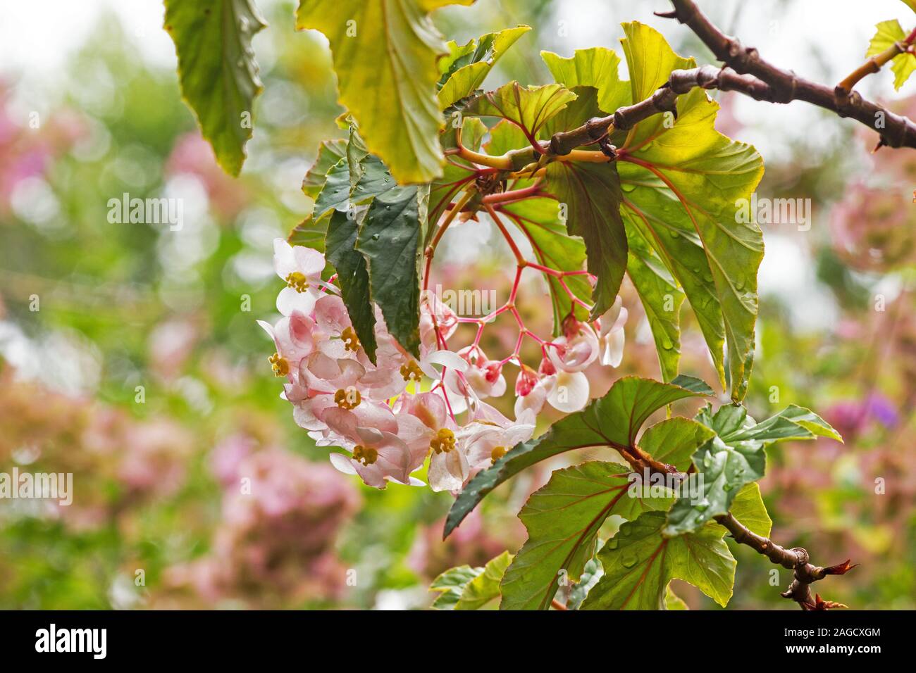Begonia aconitifolia Blumen und Blätter im Garten Stockfoto