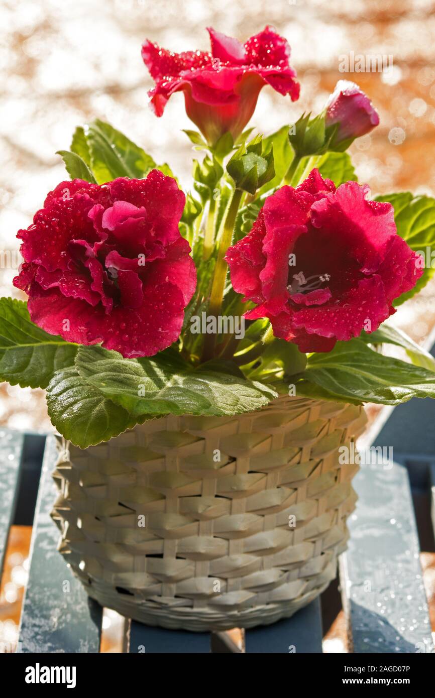 Die gloxinia Anlage in einem Korb auf einem Stuhl Stockfoto