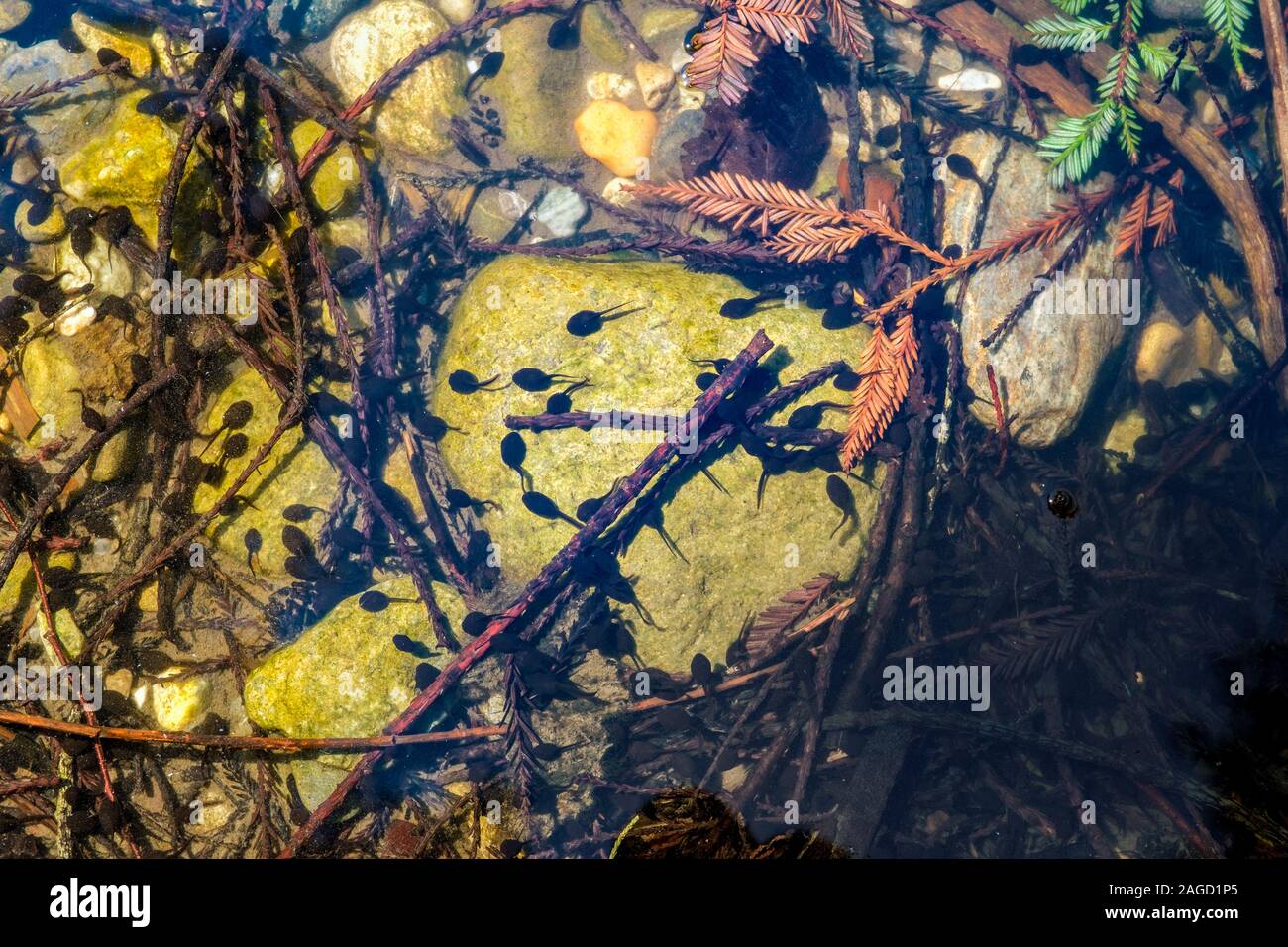 Kaulquappen schwimmen Fotos und Bildmaterial in hoher Auflösung Alamy