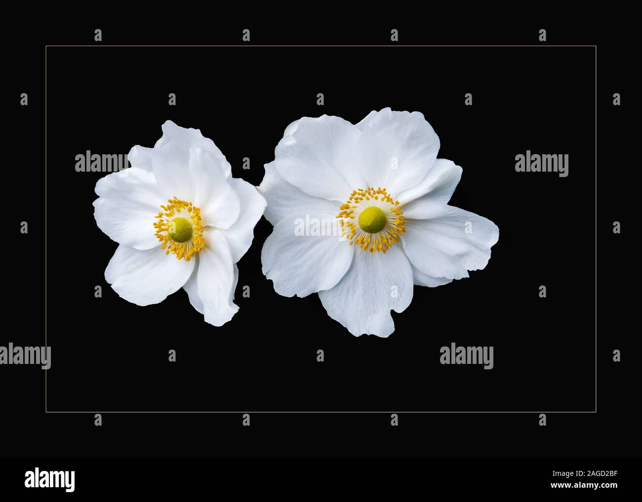 Ein Paar seidig weiße Rosen mit großen Blättern auf einem Schwarzer Hintergrund Stockfoto