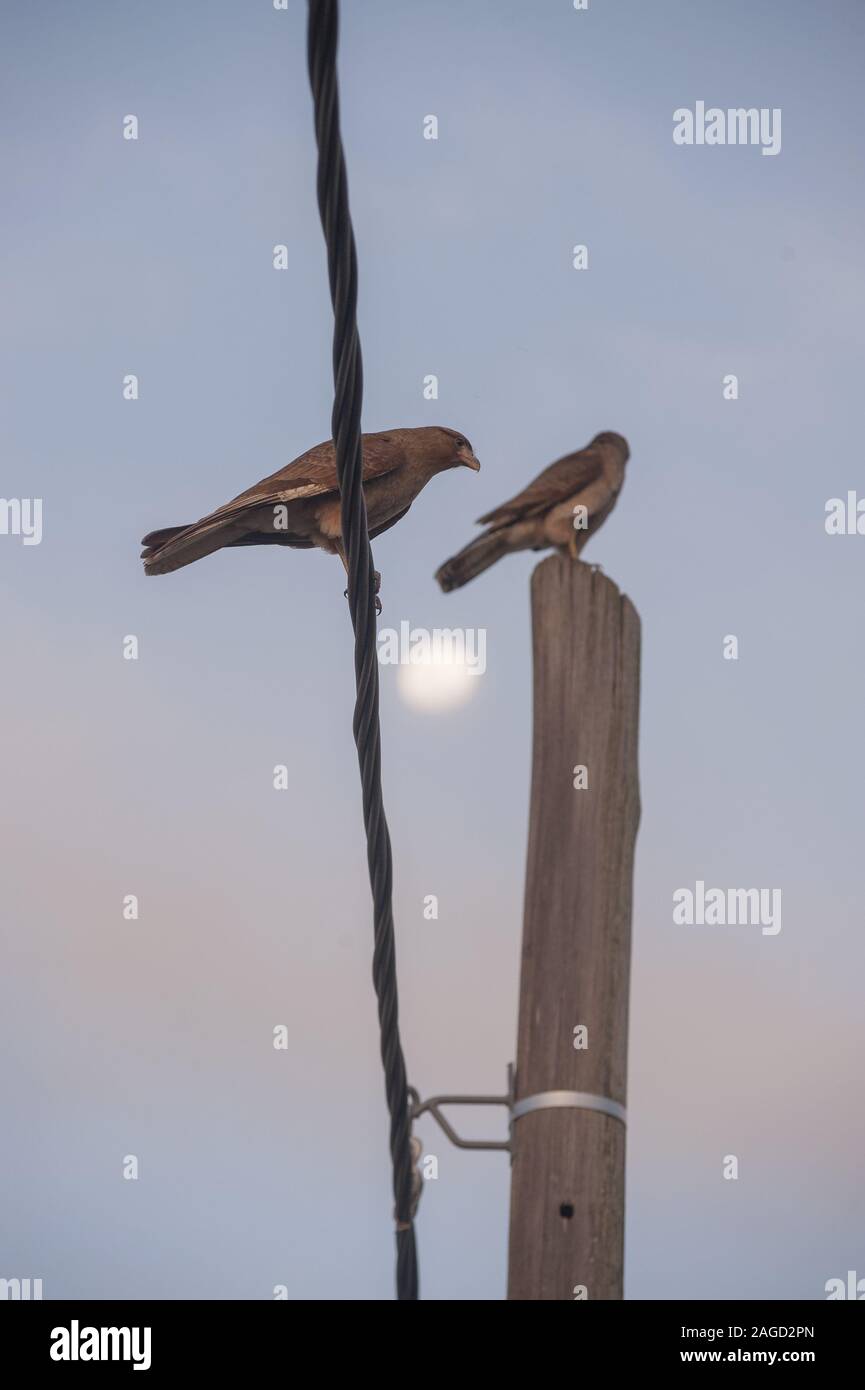 Vertikale Aufnahme von zwei Vögeln auf einem Draht und thront Ein Baumstamm mit dem schönen Mond im Hintergrund Stockfoto