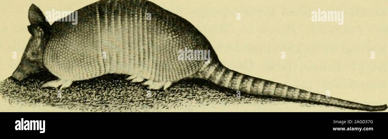 . Die Geographie von Texas, physischen und politischen. FAUNA 65 60. Säugetiere. Die Klasse der Säugetiere auch die est-Formen der Wirbeltiere oder backboned Tiere. Seine Mitglieder sind durch die Anwesenheit der Milchdrüsen, geprägt. Abb., 30. Nine-Bandkd Akm. die Nahrung für die Jungen, die durch die hohe Temperatur des Blutes und durch die Atmung Organe in Form Stockfoto